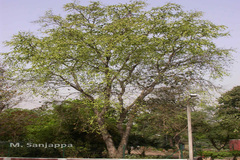 Holoptelea integrifolia